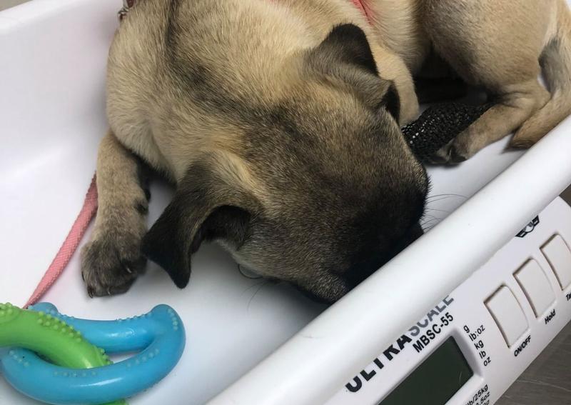 Countryside Animal Hospital Staatsburg veterinary hospital